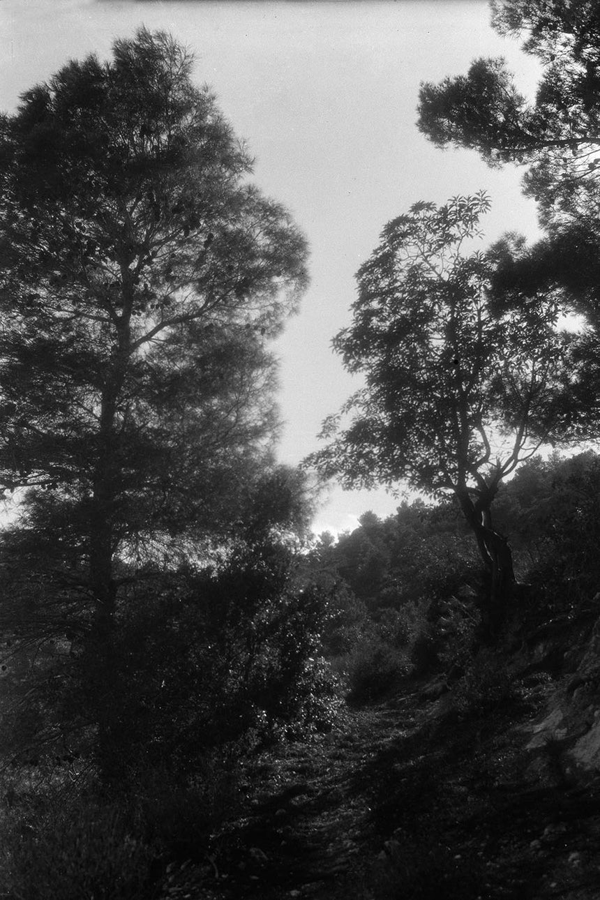 Trees at Carmel Mountains