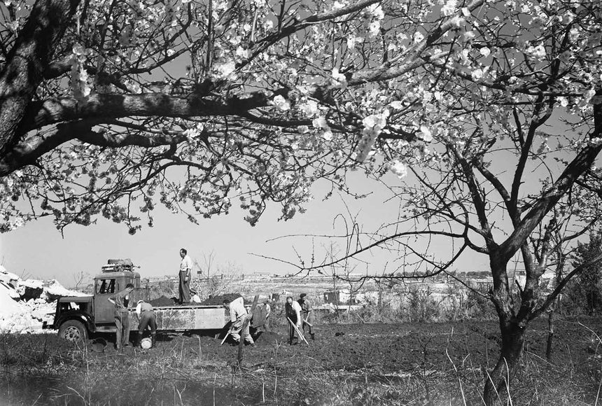 Almond Trees & Kibbutz Work