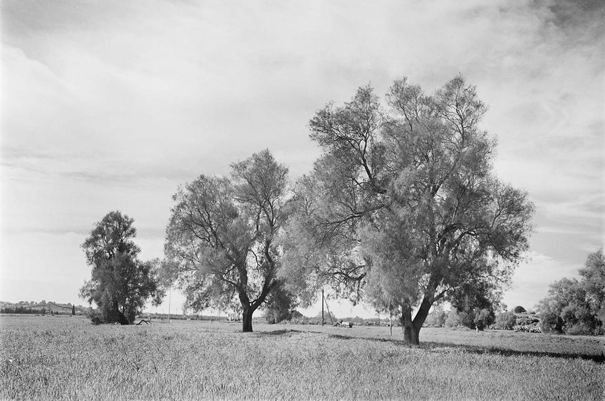 Trees in the dining room