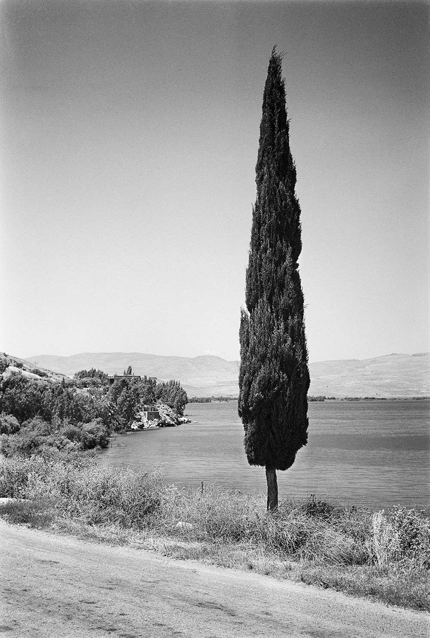 Cypress tree on the way to Migdal