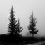 Between mists and trees ('Trees' series)
