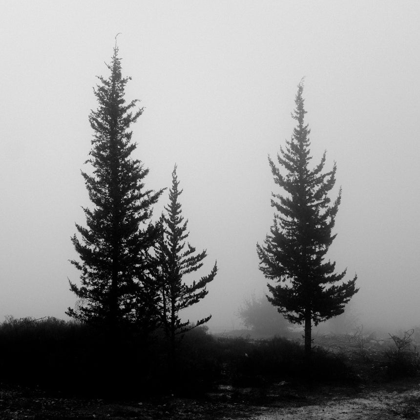 Between mists and trees ('Trees' series)