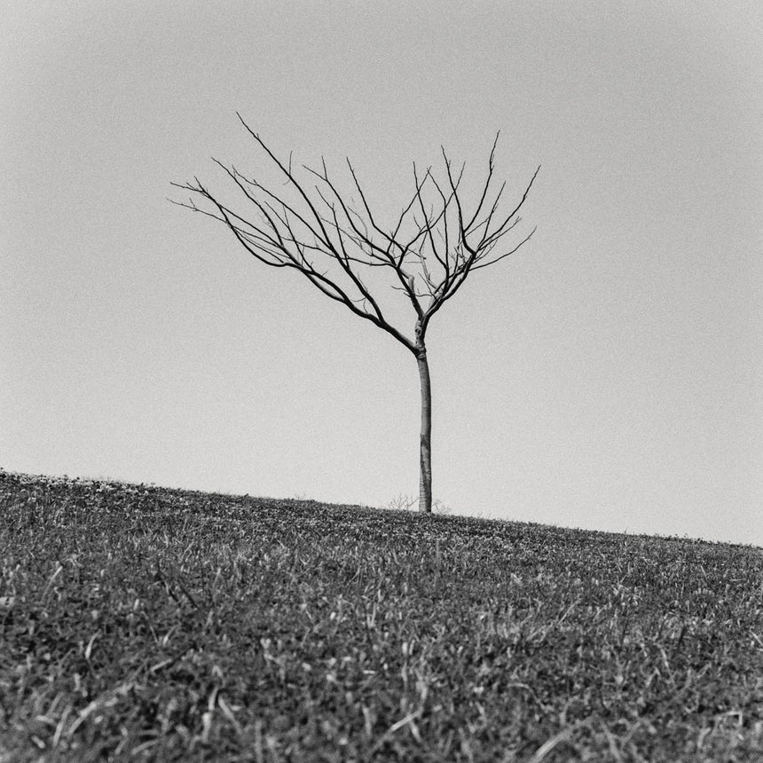 Crooked ground ('Trees' series)