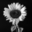 The sunflower