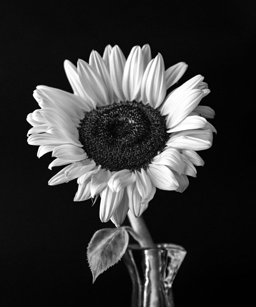 The sunflower