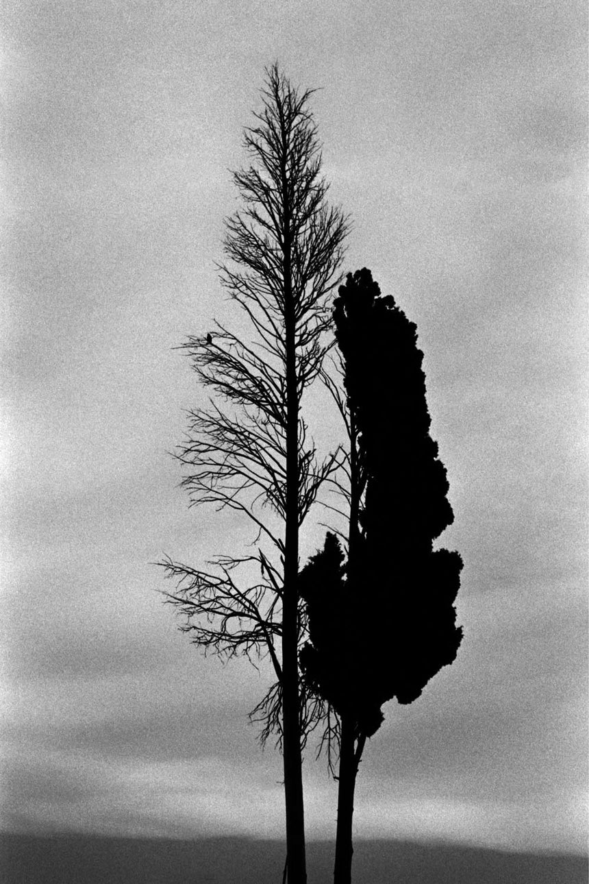 Connected ('Trees' series)
