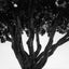 Curly head (Trees series)