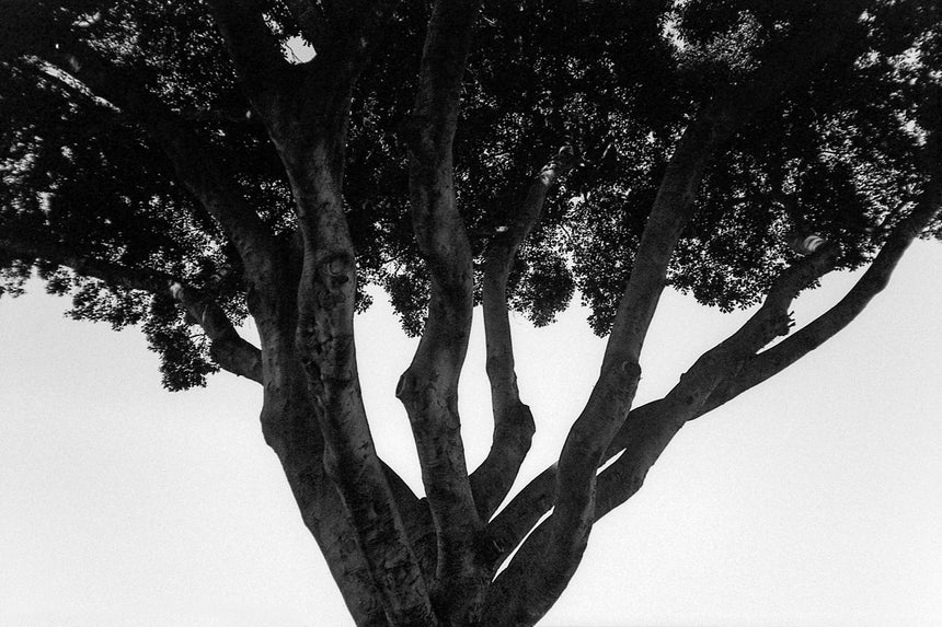 Curly head (Trees series)