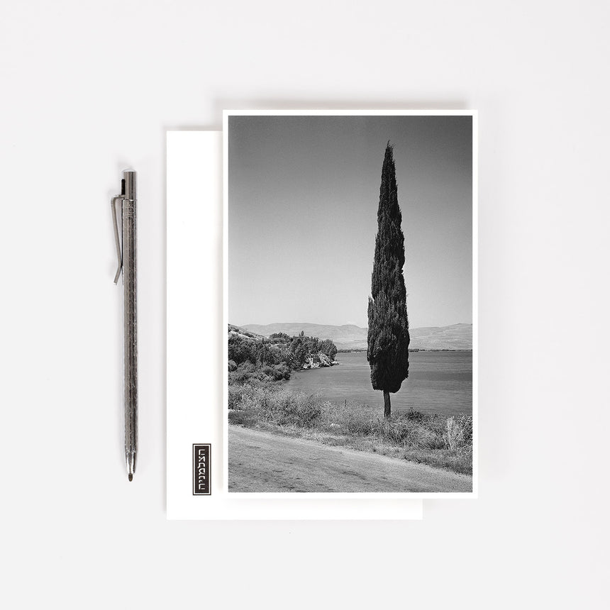 Postcard: Cypress Tree on the Road to Migdal, 1952