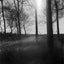 Bright serenity ('Trees' series)