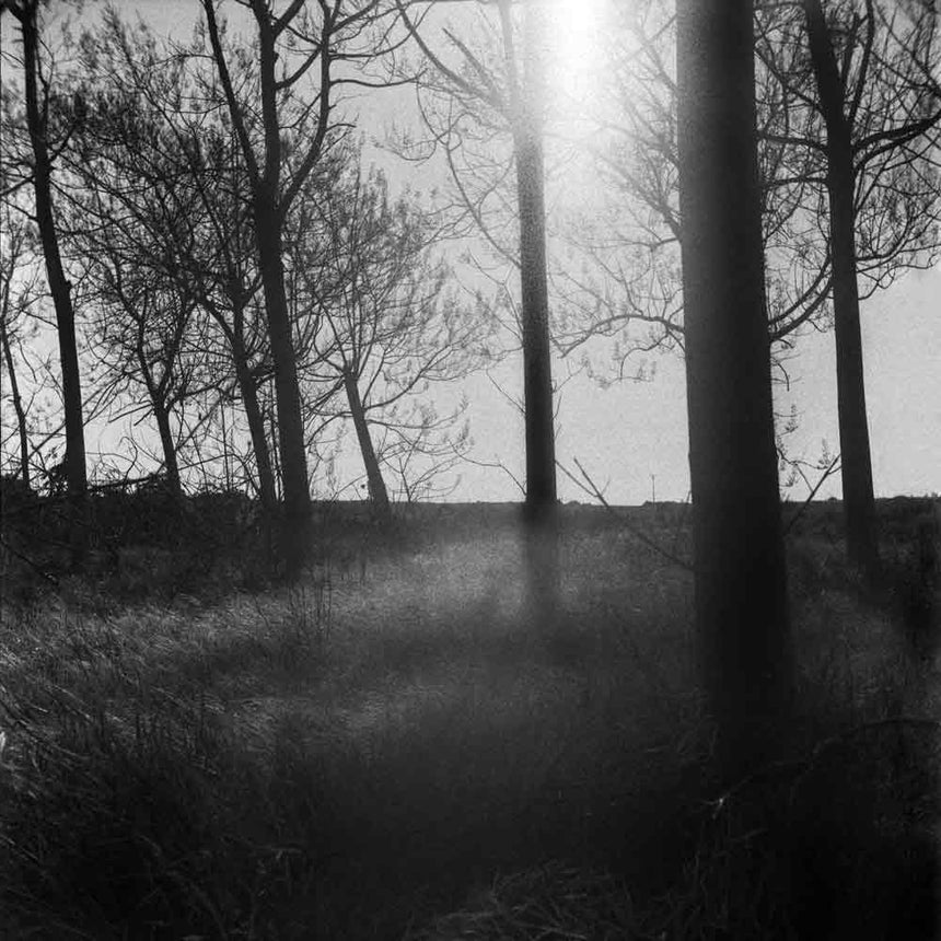 Bright serenity ('Trees' series)