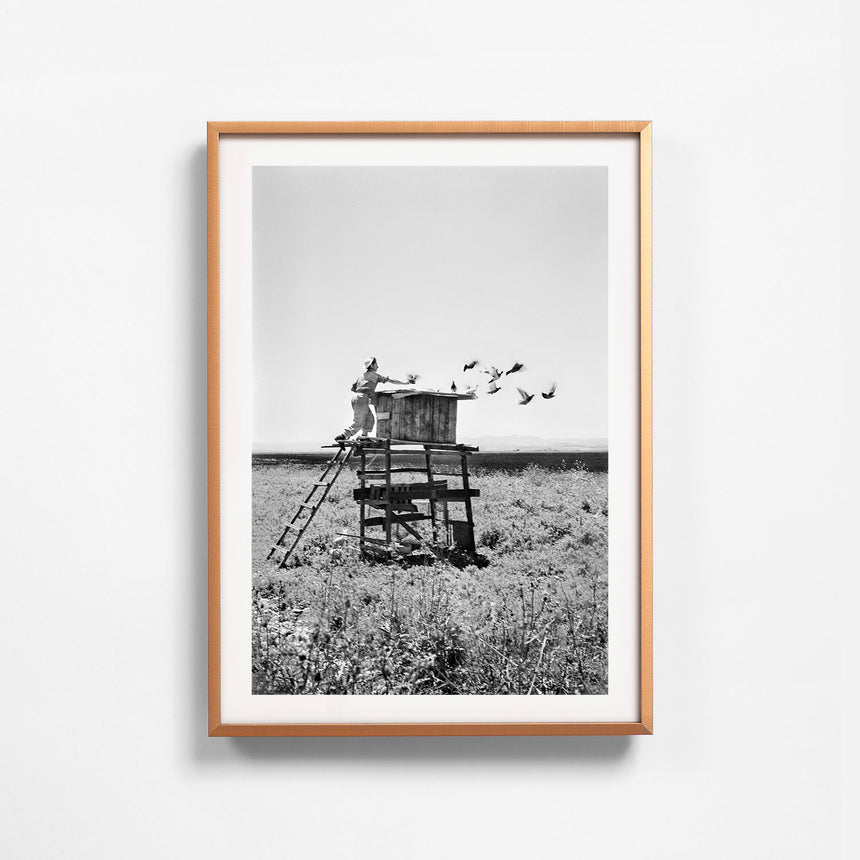 Amber frame