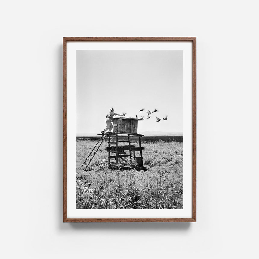 Wengé frame