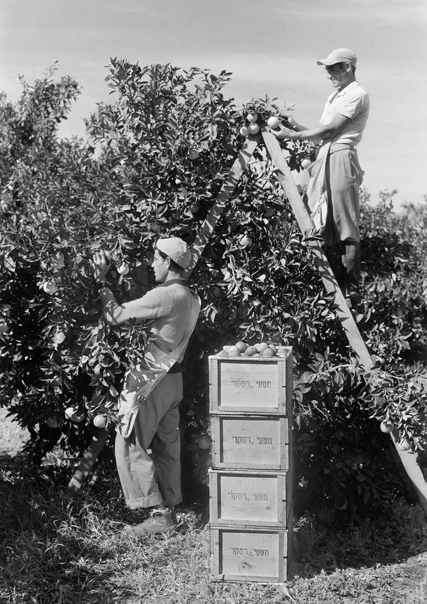 קטיף תפוזים בפרדס סאקיה