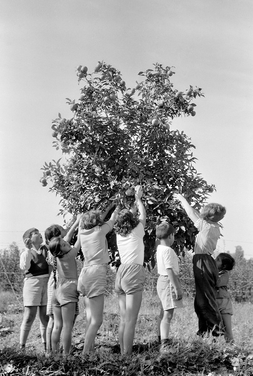 Children Picking Oranges 2