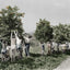 Children Picking Oranges - colorized