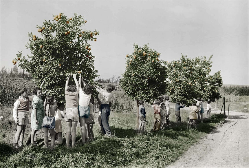Children Picking Oranges - colorized