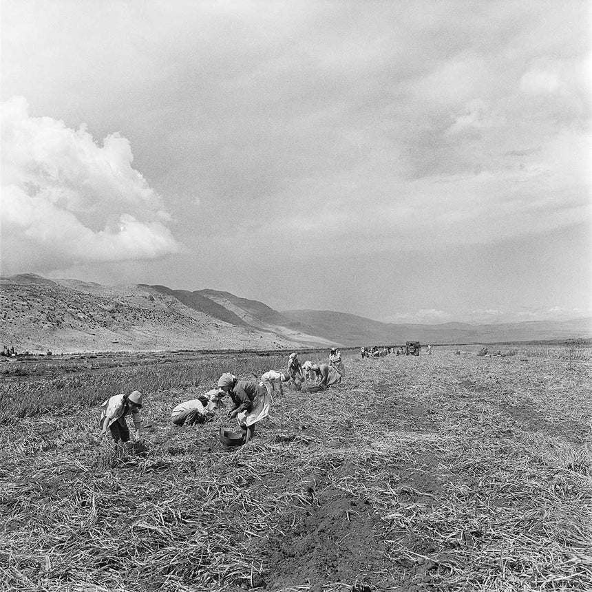 Agriculture in the Hula Valley
