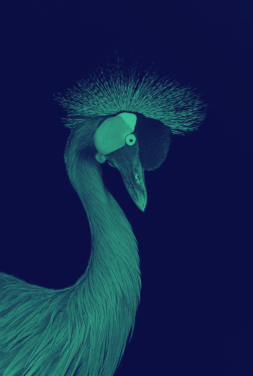 Crane - Colorized
