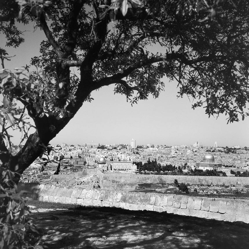 ירושלים מתגלה מאחורי העץ