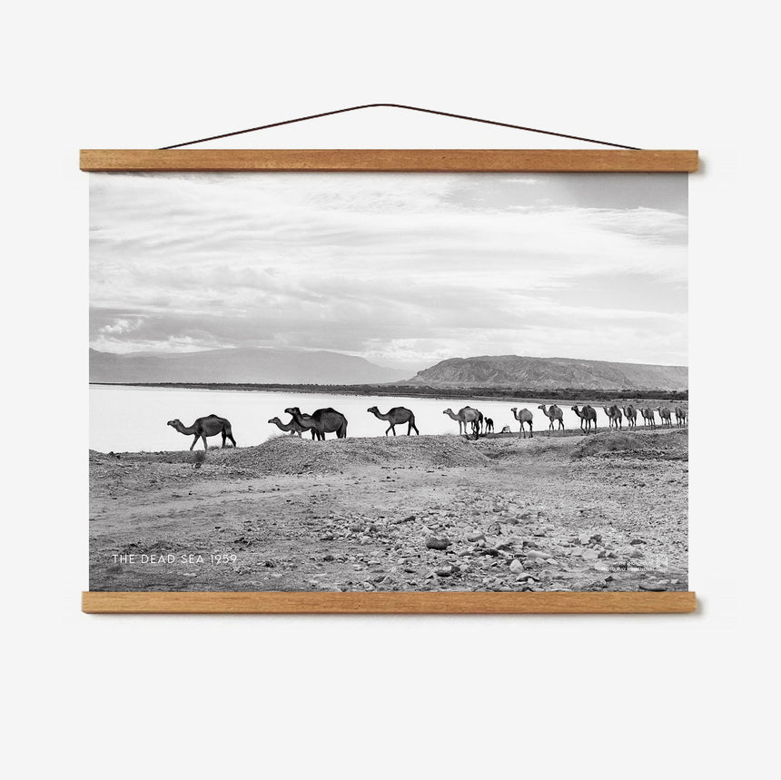 Camel Caravan Poster