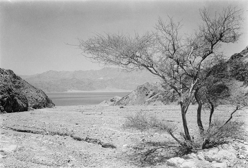 Acacia Tree & Eilat Bay