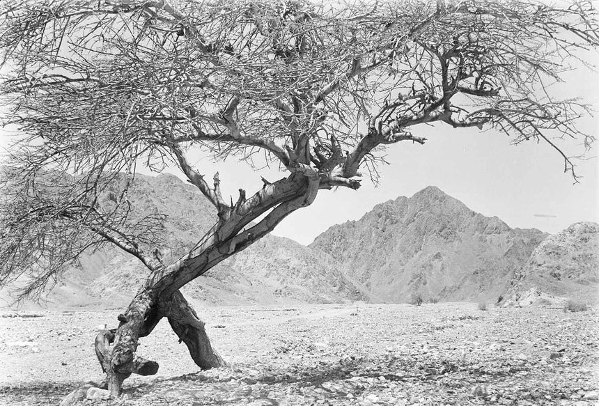 Acacia Tree & Eilat Mountains
