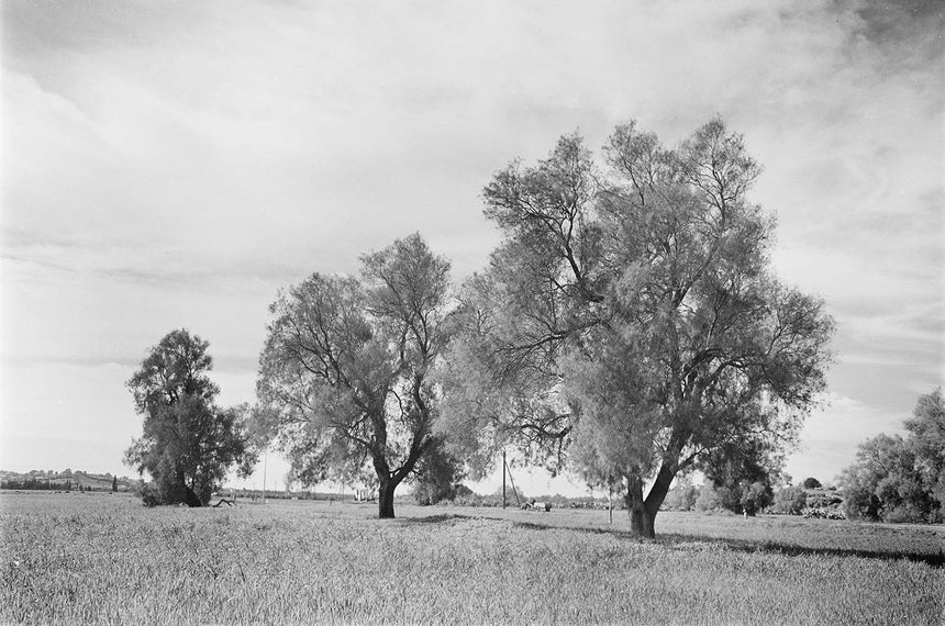 Three Trees in a Field