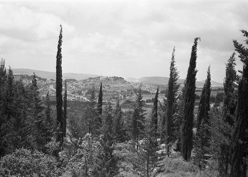 Cypresses in the mountains of Jerusalem