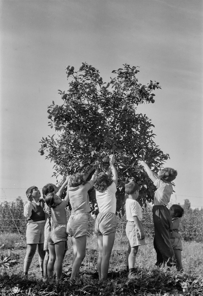 ילדים קוטפים תפוזים 2