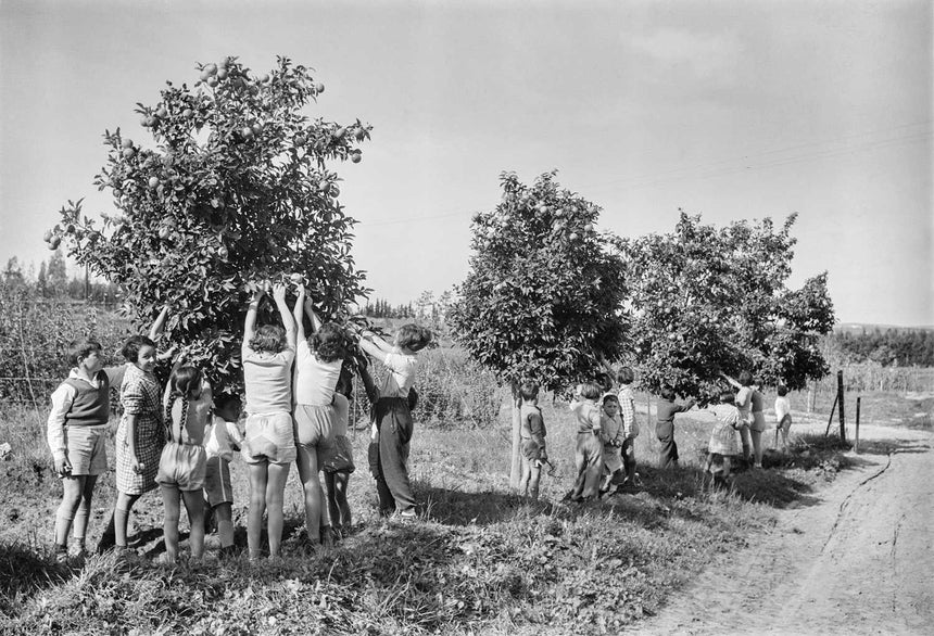 ילדים קוטפים תפוזים