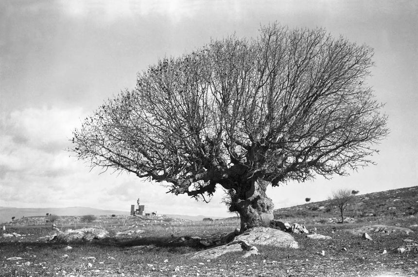 עץ ליד מבצר נבי יושע