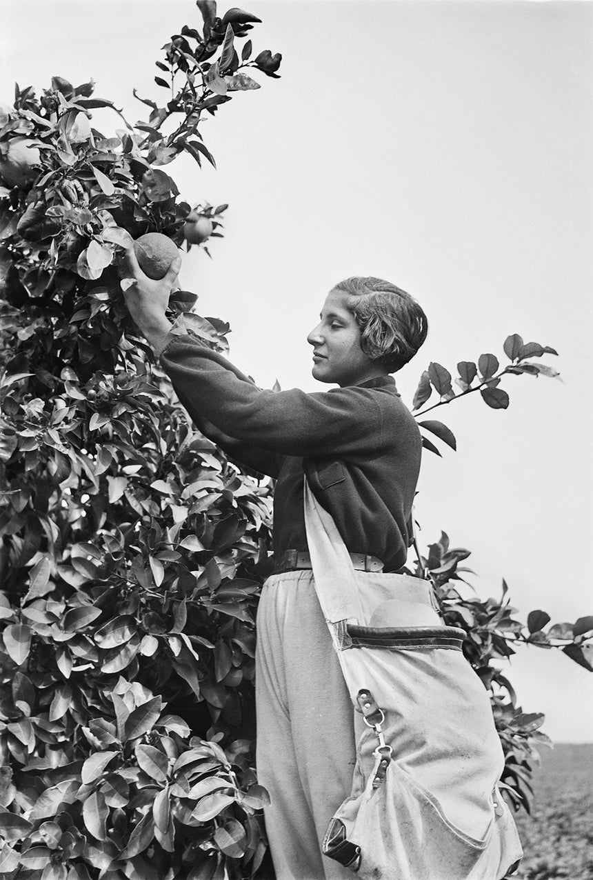 Youth Aliyah - Picking oranges