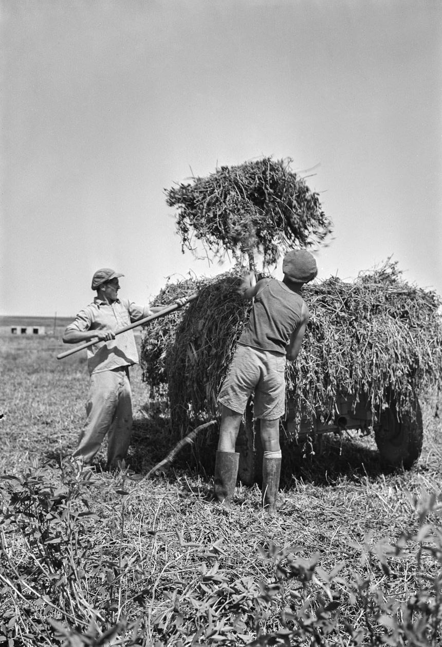 Work in the Kibbutz