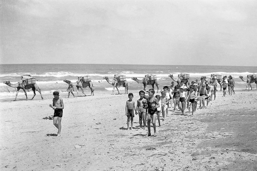A caravan of camels on the beach