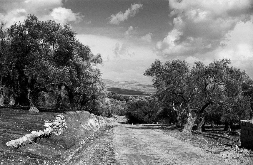 Olive Trees in the Galilee
