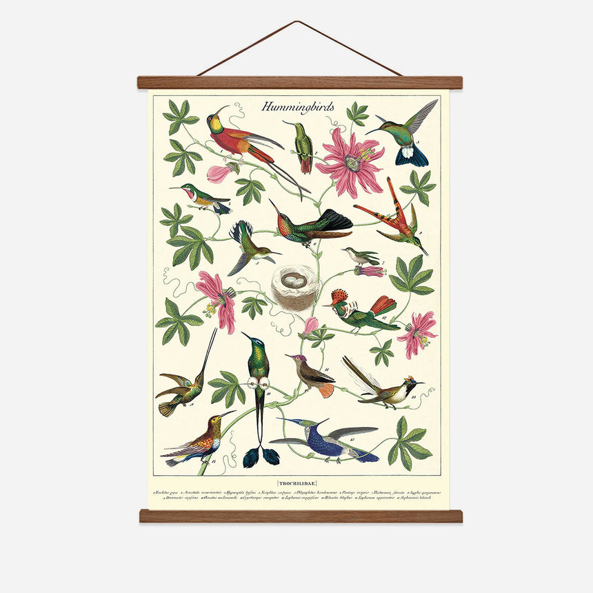 Hummingbirds Vintage Poster