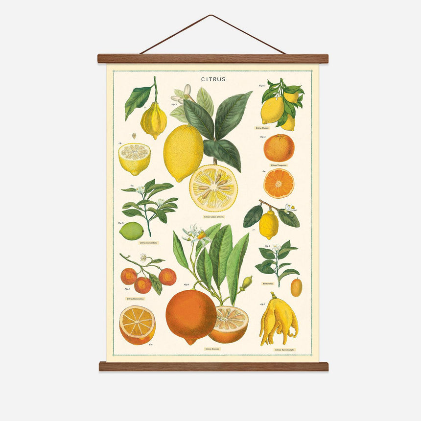 Citrus Vintage Poster